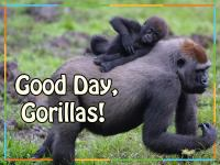 _Good_Day__Gorillas_